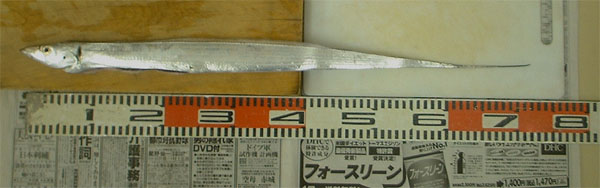 tachi